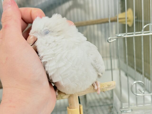 オキナインコ