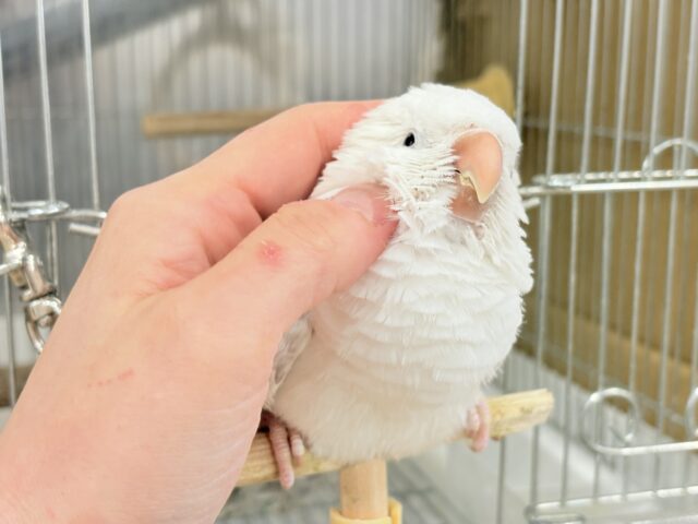 オキナインコ