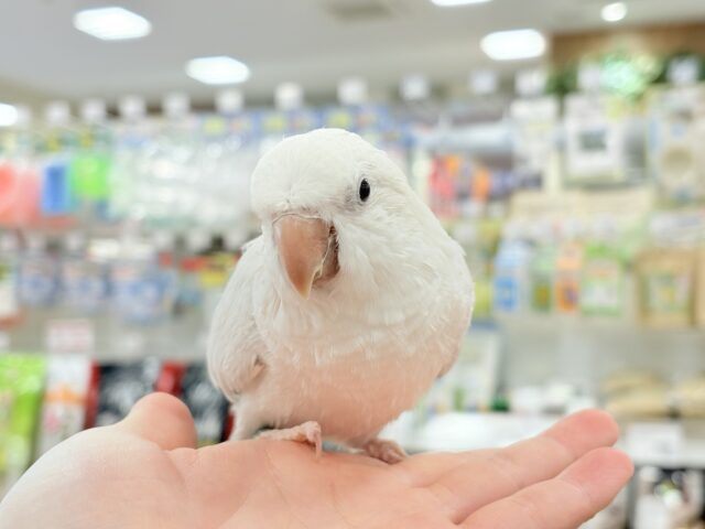 オキナインコ