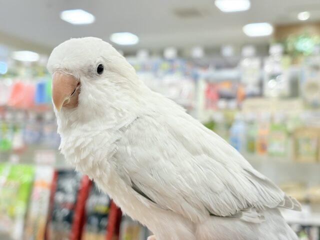 オキナインコ