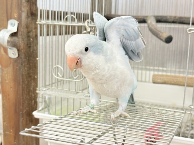 オキナインコ