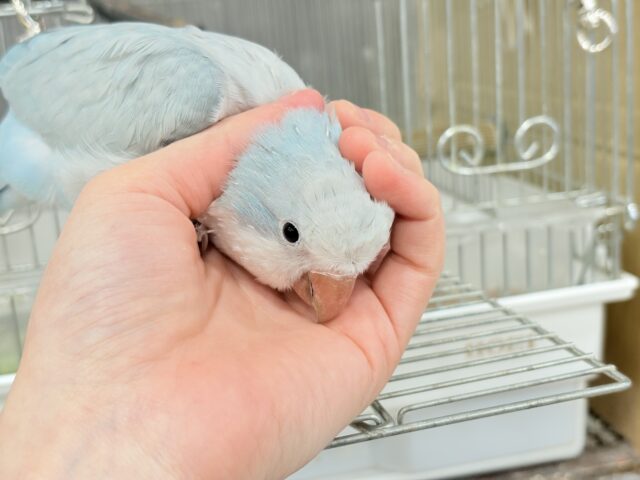 オキナインコ