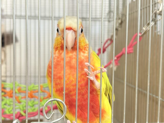 ホオミドリウロコインコ