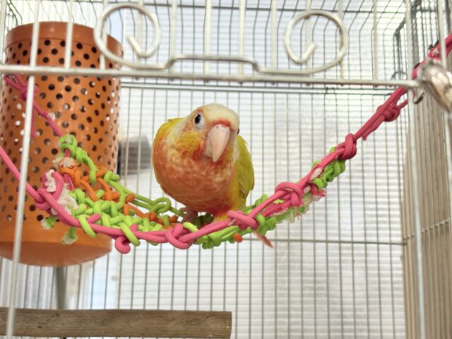 ホオミドリウロコインコ