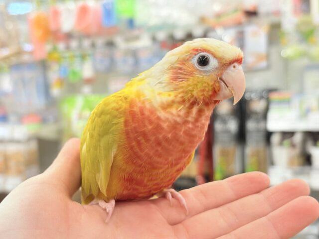 ホオミドリウロコインコ