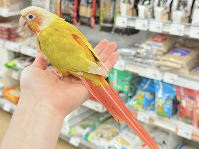 ホオミドリウロコインコ