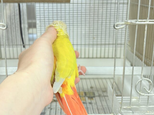 ホオミドリウロコインコ