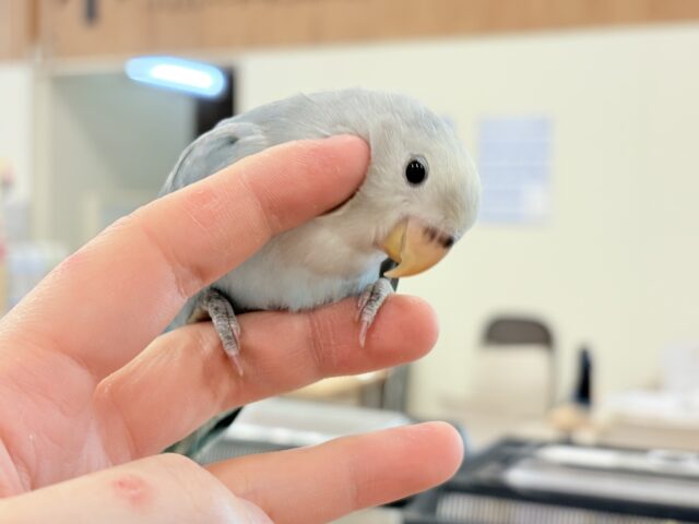 コザクラインコ（小桜インコ）