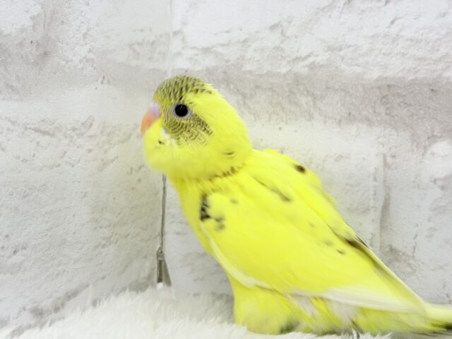 【最新画像更新🪄】おめめキラキラ✨キュートフェイス♥セキセイインコ(黄色ハルクイン) ヒナ セキセイインコ