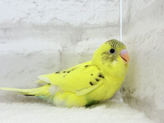 【最新画像更新🪄】おめめキラキラ✨キュートフェイス♥セキセイインコ(黄色ハルクイン) ヒナ セキセイインコ