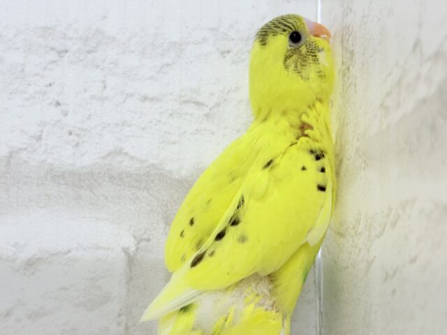 【最新画像更新🪄】おめめキラキラ✨キュートフェイス♥セキセイインコ(黄色ハルクイン) ヒナ セキセイインコ