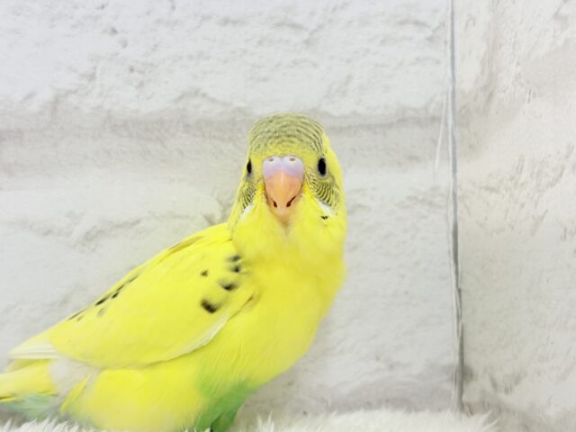 【最新画像更新🪄】おめめキラキラ✨キュートフェイス♥セキセイインコ(黄色ハルクイン) ヒナ セキセイインコ
