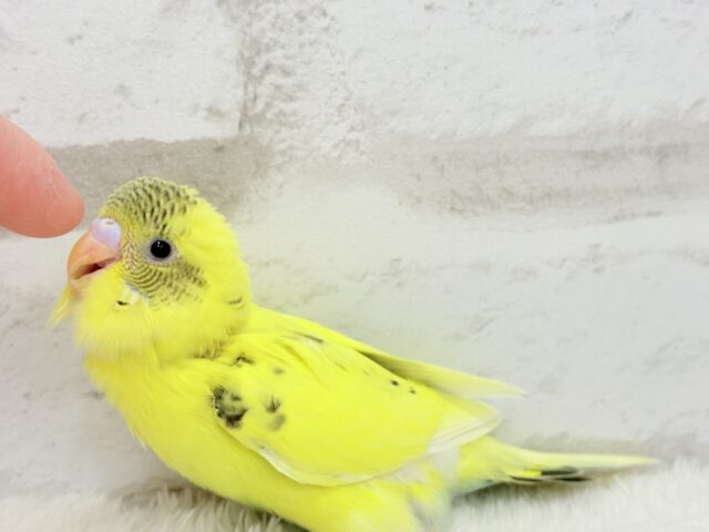 セキセイインコ