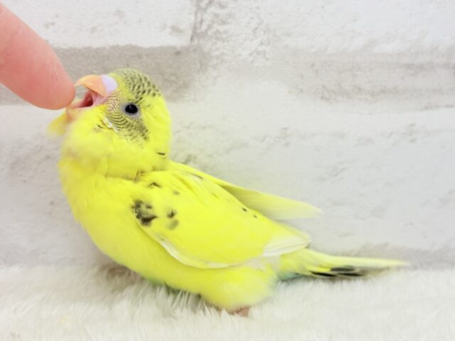 【最新画像更新🪄】おめめキラキラ✨キュートフェイス♥セキセイインコ(黄色ハルクイン) ヒナ セキセイインコ