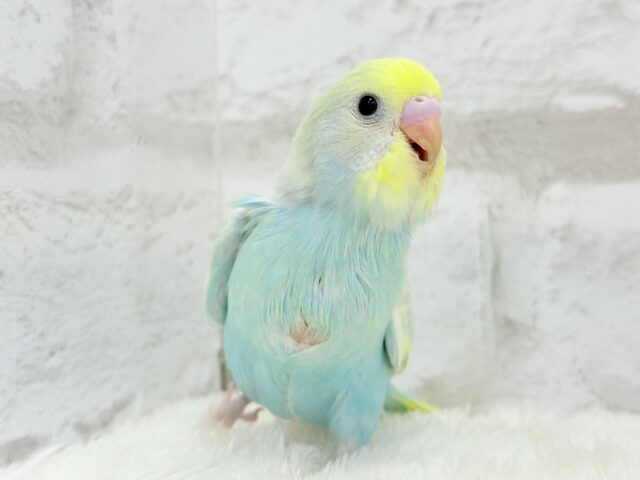 【最新画像更新🪄】ふんわり甘々🍬メロンソーダ🧃🍈💖セキセイインコ(パステルカラーレインボー) ヒナ セキセイインコ