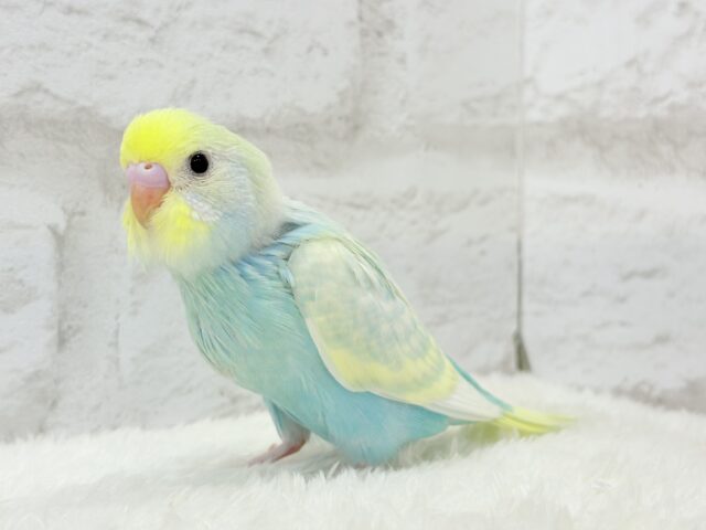 【最新画像更新🪄】ふんわり甘々🍬メロンソーダ🧃🍈💖セキセイインコ(パステルカラーレインボー) ヒナ セキセイインコ