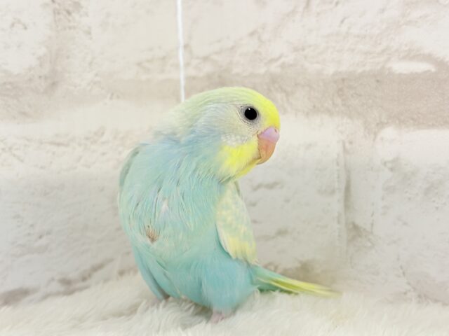 【最新画像更新🪄】ふんわり甘々🍬メロンソーダ🧃🍈💖セキセイインコ(パステルカラーレインボー) ヒナ セキセイインコ