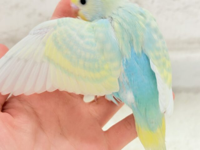 【最新画像更新🪄】ふんわり甘々🍬メロンソーダ🧃🍈💖セキセイインコ(パステルカラーレインボー) ヒナ セキセイインコ