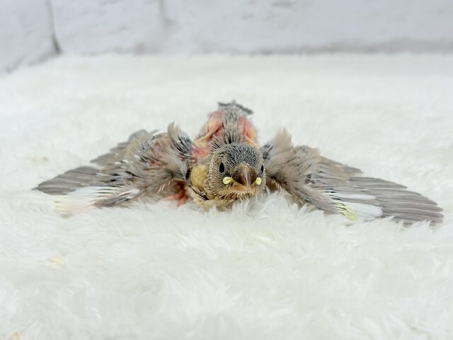 再来🐣🪅人気カラーのベビちゃん🍬アゲイト文鳥 ヒナ アゲイト文鳥