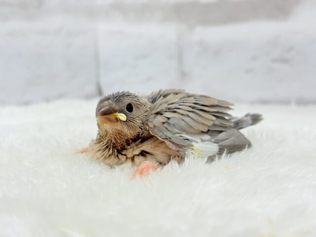 再来🐣🪅人気カラーのベビちゃん🍬アゲイト文鳥 ヒナ アゲイト文鳥