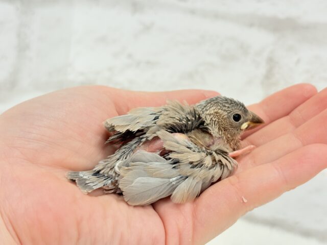 再来🐣🪅人気カラーのベビちゃん🍬アゲイト文鳥 ヒナ アゲイト文鳥