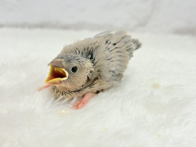 再来🐣🪅人気カラーのベビちゃん🍬アゲイト文鳥 ヒナ アゲイト文鳥