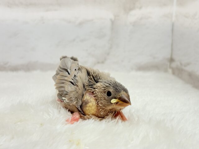 再来🐣🪅人気カラーのベビちゃん🍬アゲイト文鳥 ヒナ アゲイト文鳥