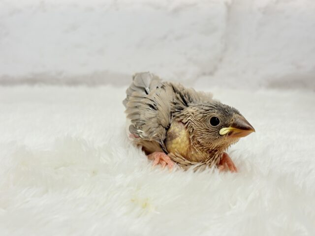 再来🐣🪅人気カラーのベビちゃん🍬アゲイト文鳥 ヒナ アゲイト文鳥