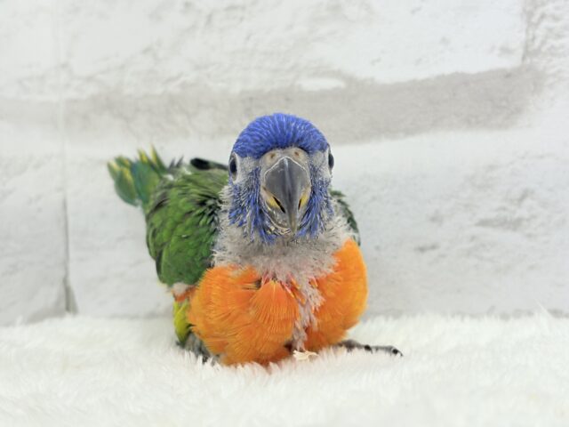 ゴシキセイガイインコ