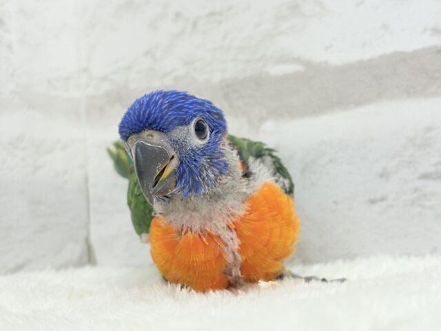 ゴシキセイガイインコ