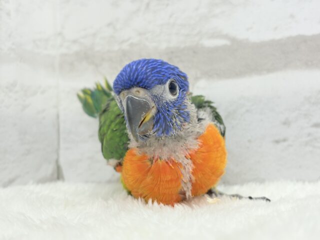 ゴシキセイガイインコ