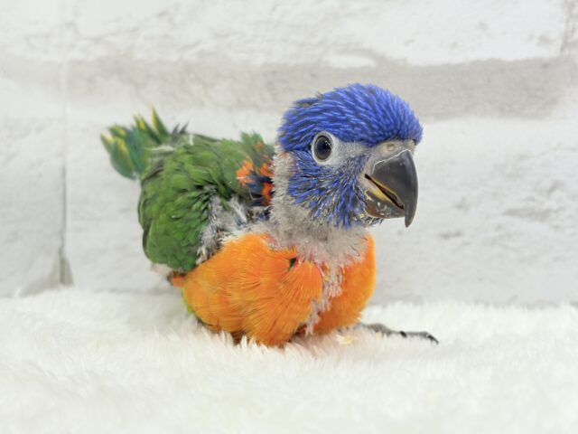 ゴシキセイガイインコ