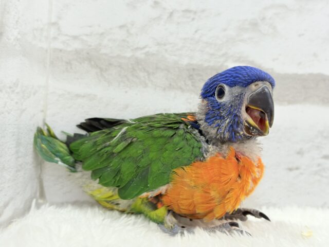 ゴシキセイガイインコ