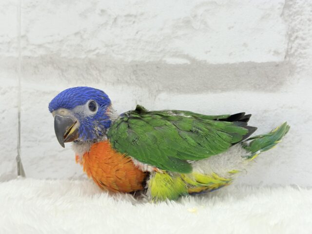 ゴシキセイガイインコ