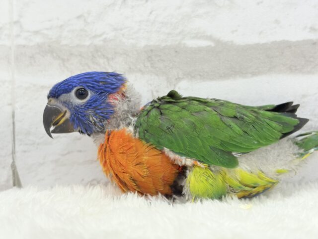 ゴシキセイガイインコ