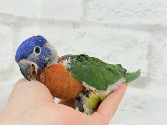 ゴシキセイガイインコ