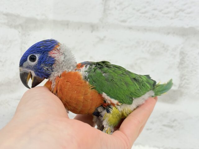 ゴシキセイガイインコ