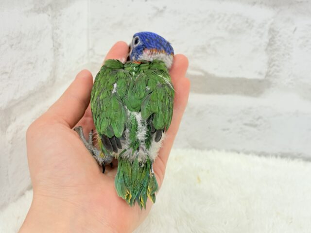 ゴシキセイガイインコ