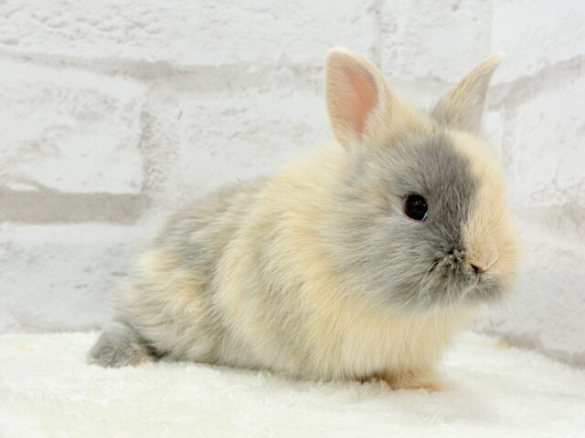 ジャージーウーリー