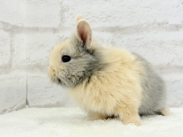 ジャージーウーリー