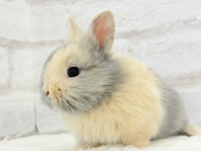 ジャージーウーリー