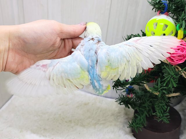 セキセイインコ
