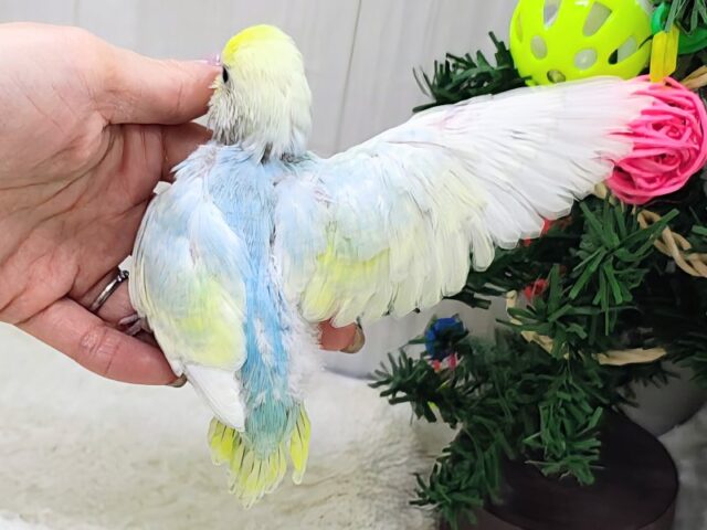 セキセイインコ