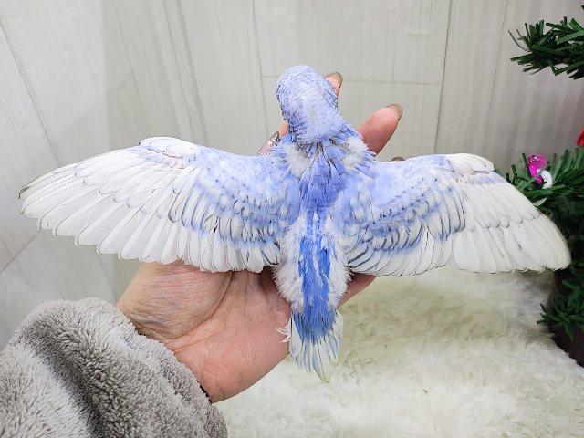 ブルーハワイみたいに鮮やか💙セキセイインコのヒナ(ブルースパングル)入荷しました❤️ セキセイインコ
