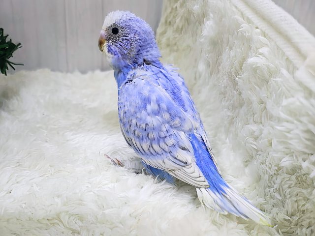 ブルーハワイみたいに鮮やか💙セキセイインコのヒナ(ブルースパングル)入荷しました❤️ セキセイインコ