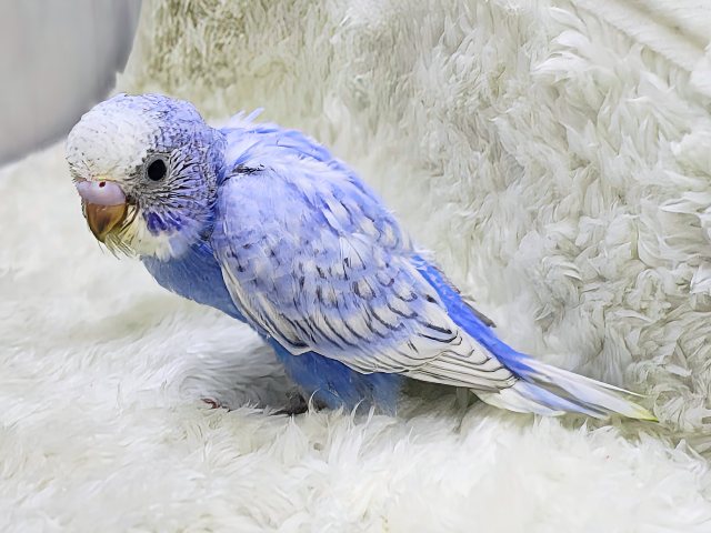 ブルーハワイみたいに鮮やか💙セキセイインコのヒナ(ブルースパングル)入荷しました❤️ セキセイインコ