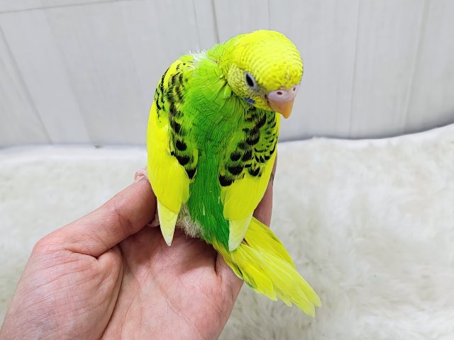 セキセイインコ