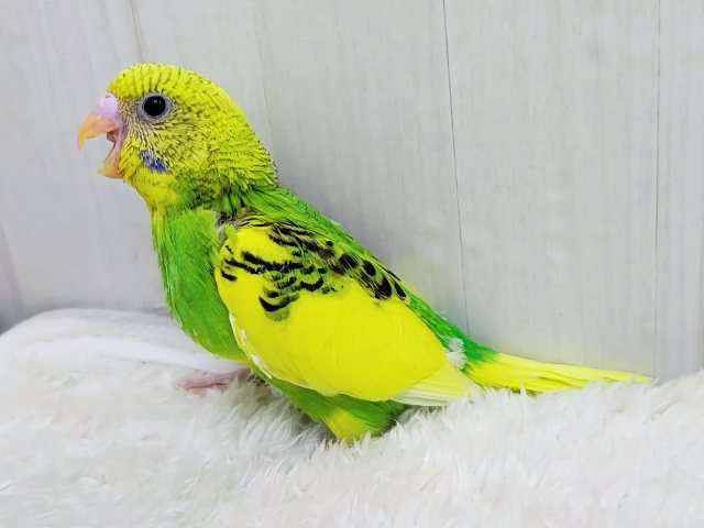 セキセイインコ