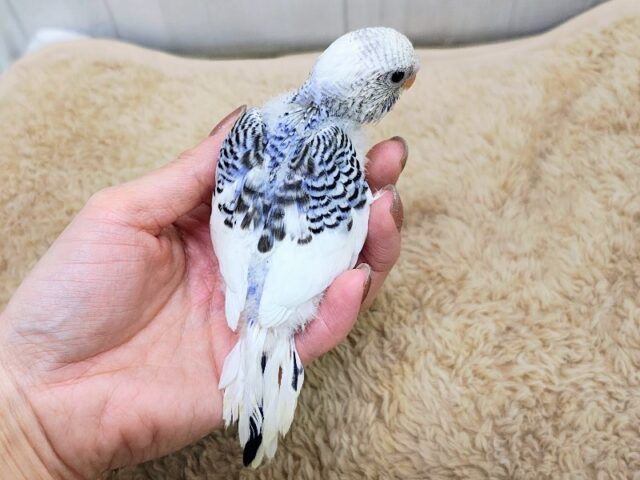 くっきりハッキリ✨セキセイインコのヒナ(ブルーパイド)入荷しました❤️ セキセイインコ