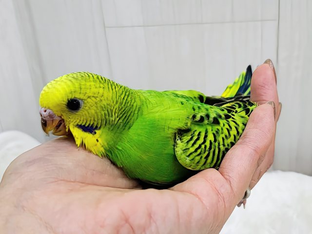 セキセイインコ